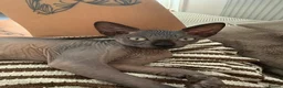 Sphynx cats for sale: Black sphynx boy looking for a new home.  - Advert 5