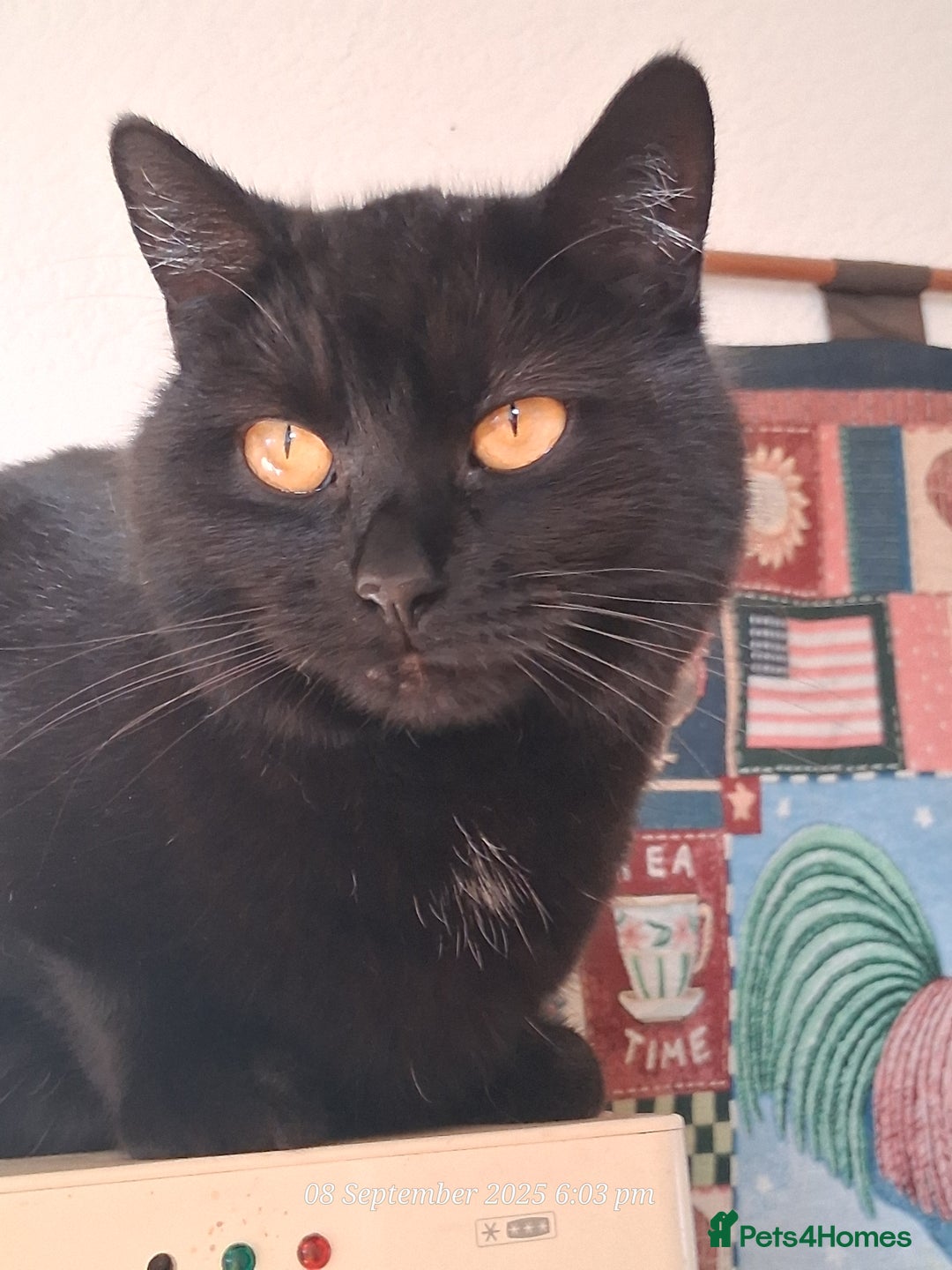 Domestic Shorthair cats for sale: 4 BLACK CATS FOR REHOME. - Advert 24