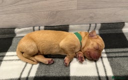 Labrador Retriever dogs for sale: Fox Red Lab Pups 🐶🩵 - Image 5