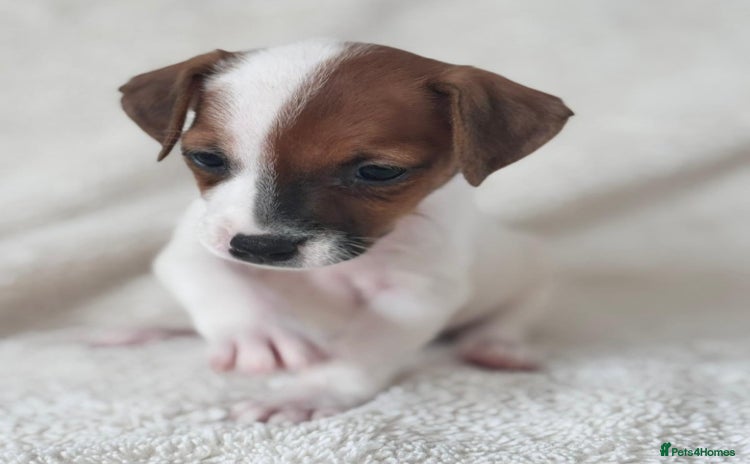 Jack Russell dogs - Advert 6