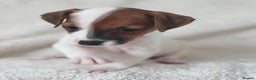 Jack Russell dogs for sale: Smooth coated Jack Russel puppies - Advert 2
