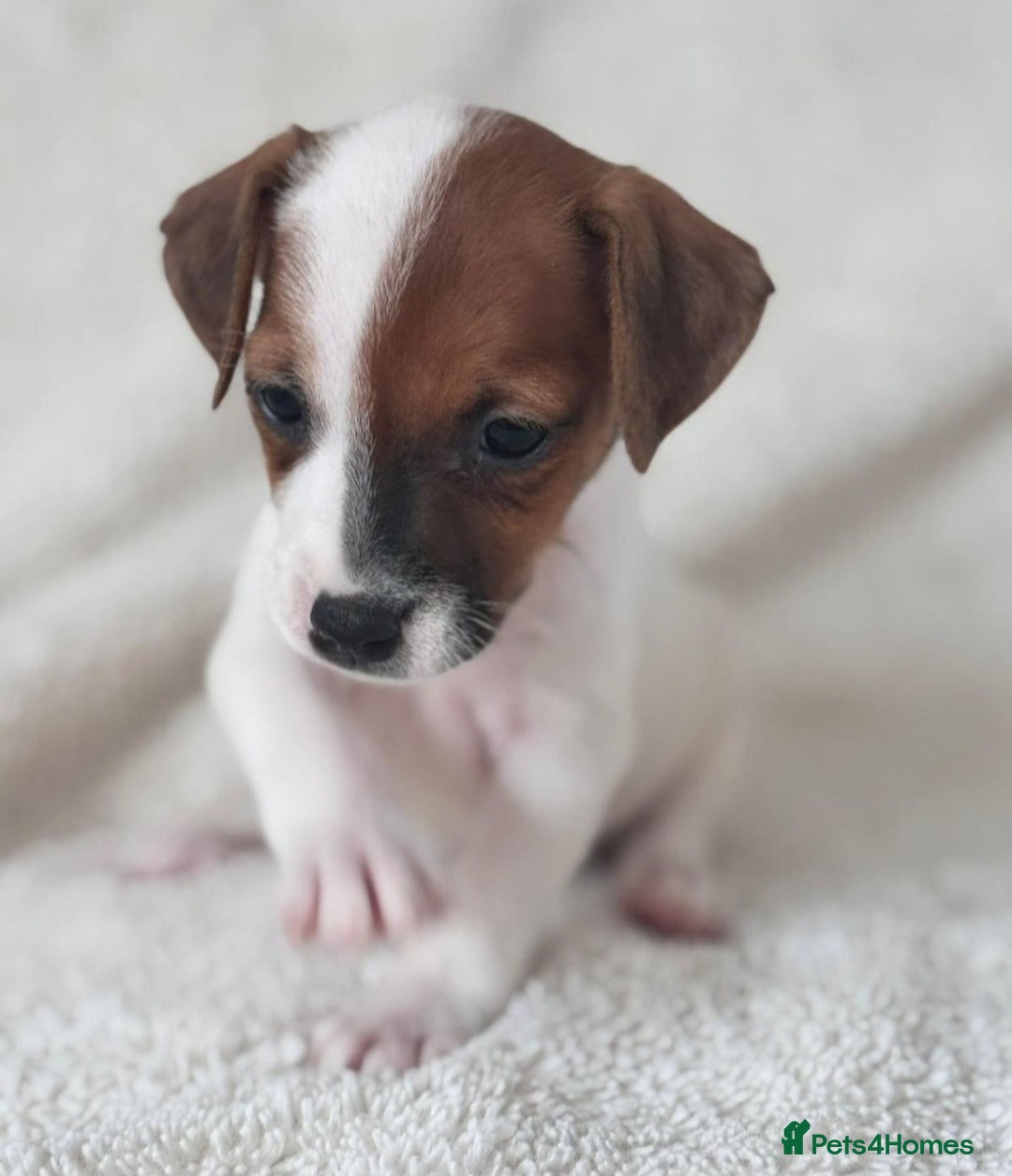 Jack Russell dogs for sale: Smooth coated Jack Russel puppies - Image 1