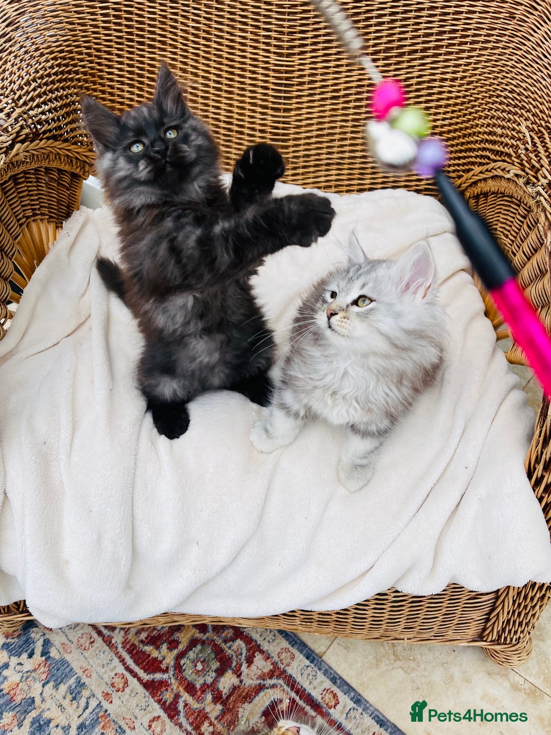 Siberian cats for sale: Fluffy, purebred, healthy Siberians come available - Advert 7