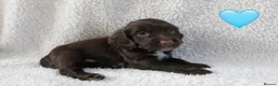 Sprocker dogs for sale: Beautiful Sprocker Spaniel puppies  - Advert 7
