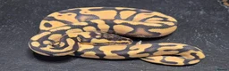 Python Snake reptiles for sale: UPDATED Various Ball Python Hatchlings - Advert 10