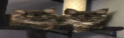 Maine Coon cats for sale: 🩷 Maine coon smokey black girls 🩷 - Advert 15