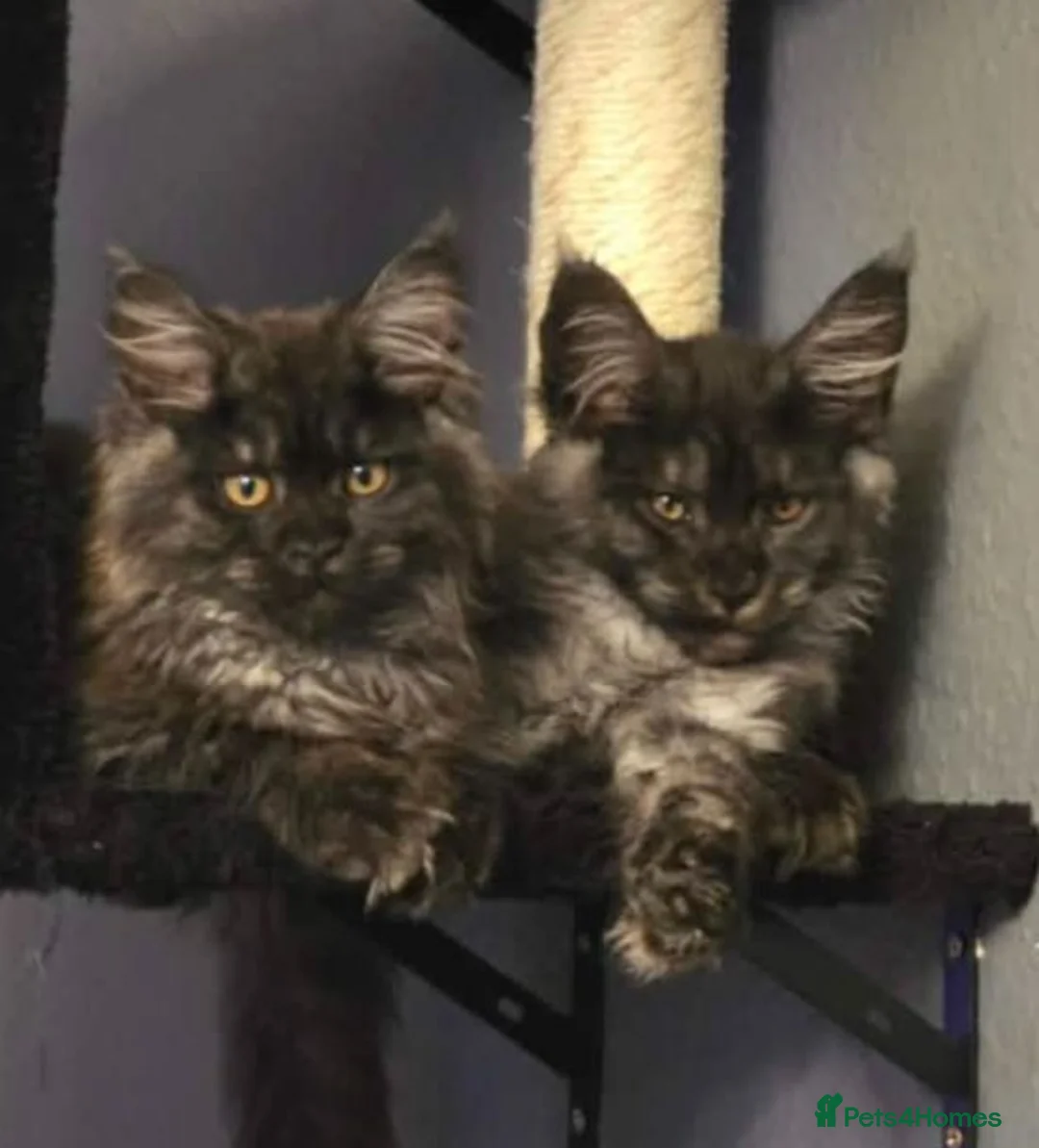 Maine Coon cats for sale: 🩷 Maine coon smokey black girls 🩷 - Advert 15