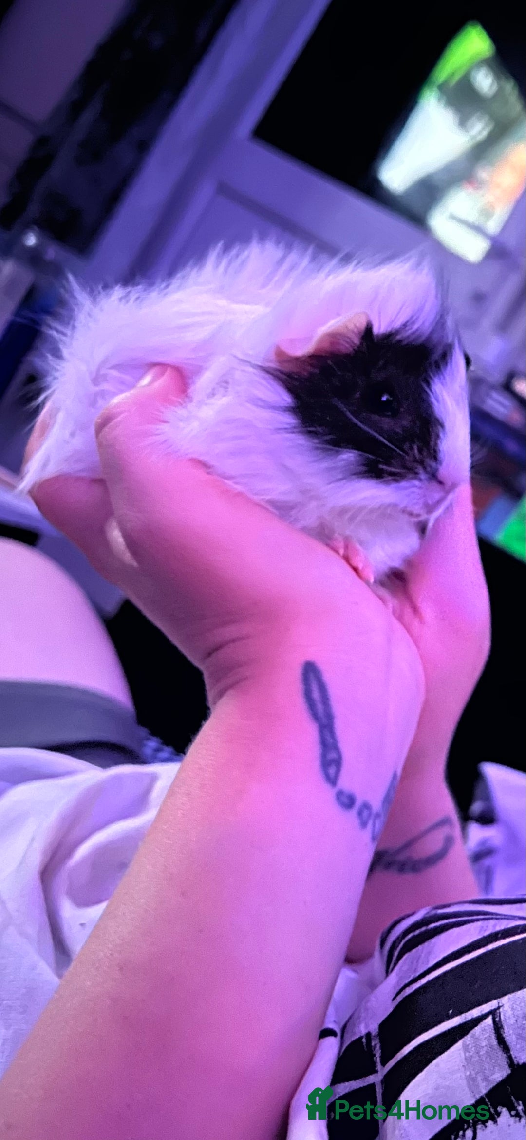 Gallery Image {{count}}