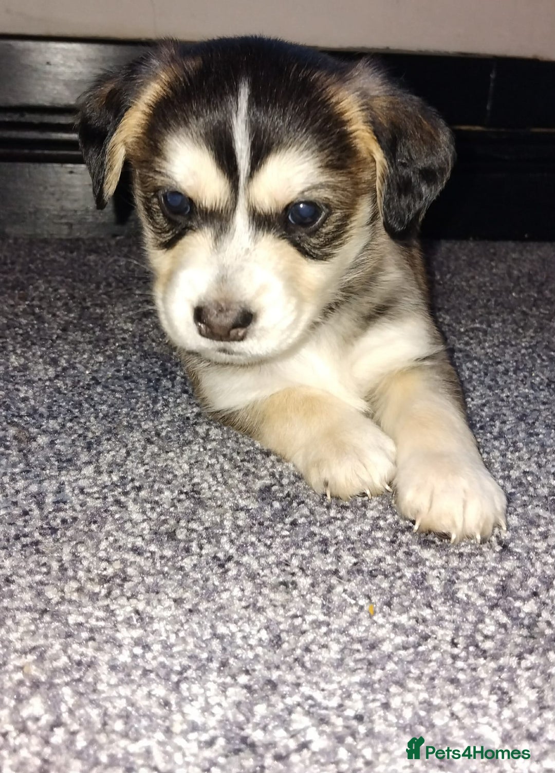 Mixed Breed dogs for sale: RARE!!!!! Siberian Cocker Puppy. - Advert 1