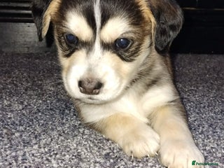 Mixed Breed dogs RARE!!!!! Siberian Cocker Puppy. - Advert 4