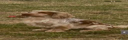 Cocker Spaniel dogs for stud: Gorgeous HEALTH CHECKED/KC Reg Show Cocker Studs - Advert 7