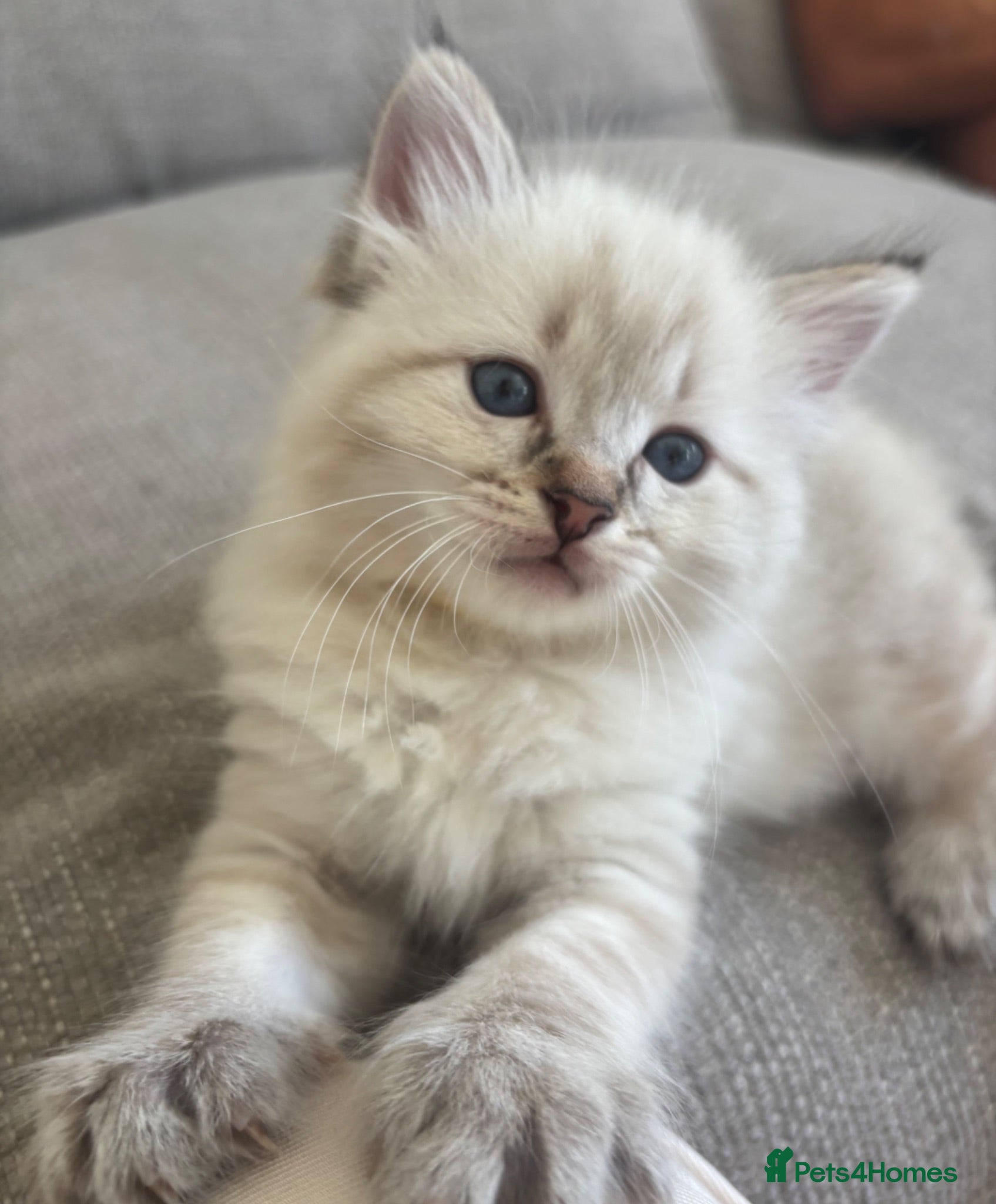 Mixed Breed cats Ragdoll Siberian Neva Masquerade Kittens - Advert 22