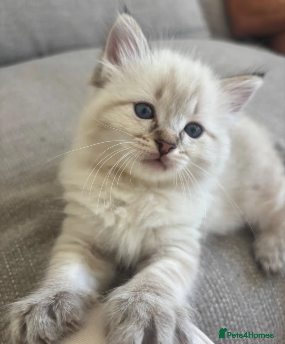 Mixed Breed cats for sale: Ragdoll Siberian Neva Masquerade Kittens - Advert 1