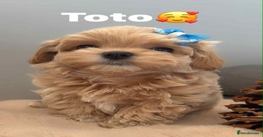 Maltipoo dogs - Advert 8
