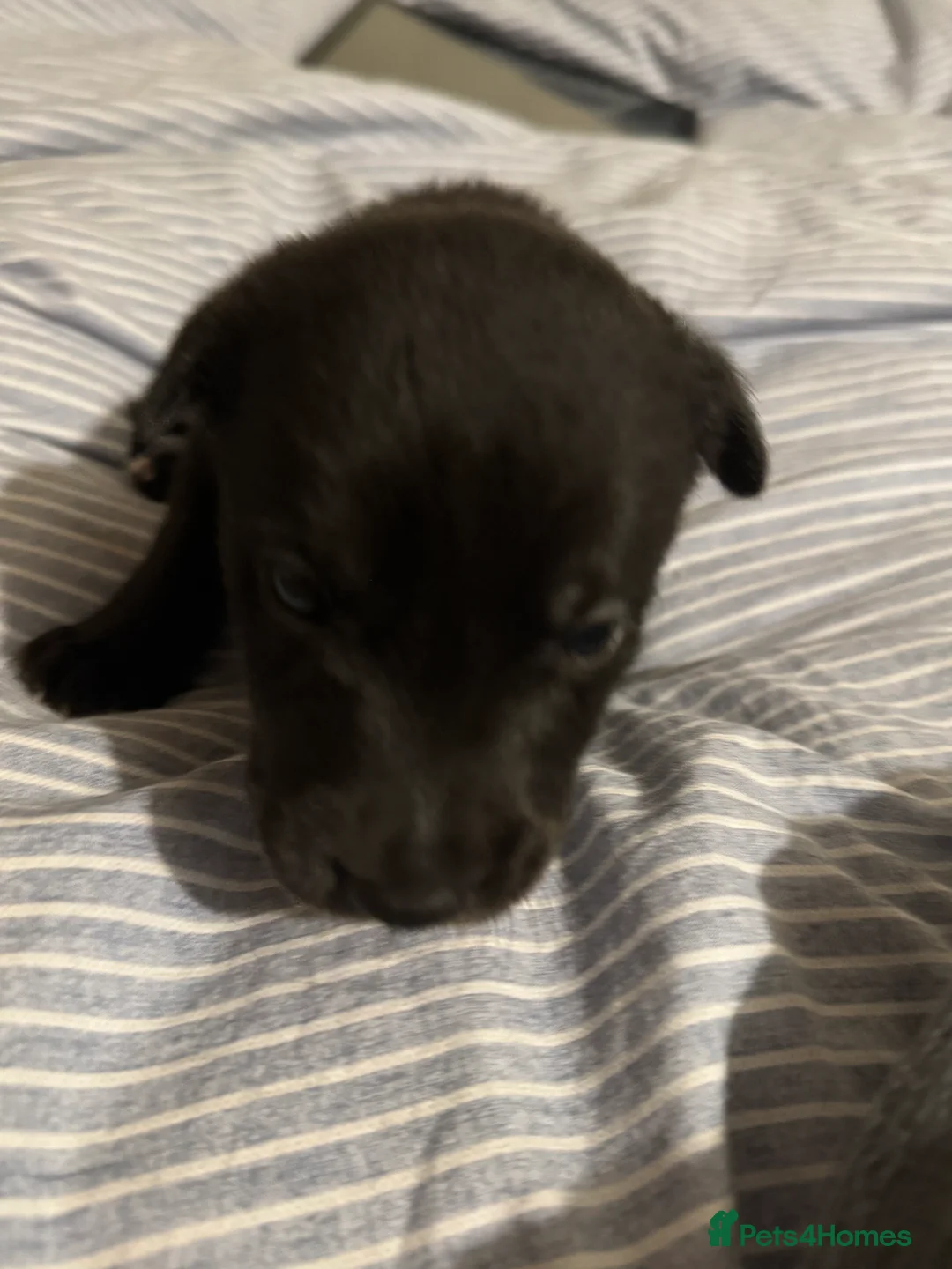 Borador dogs for sale: 8 lab cross collies  - Advert 2