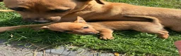 Jack Russell dogs for sale:  Jack Russell puppies for sale  - Advert 3