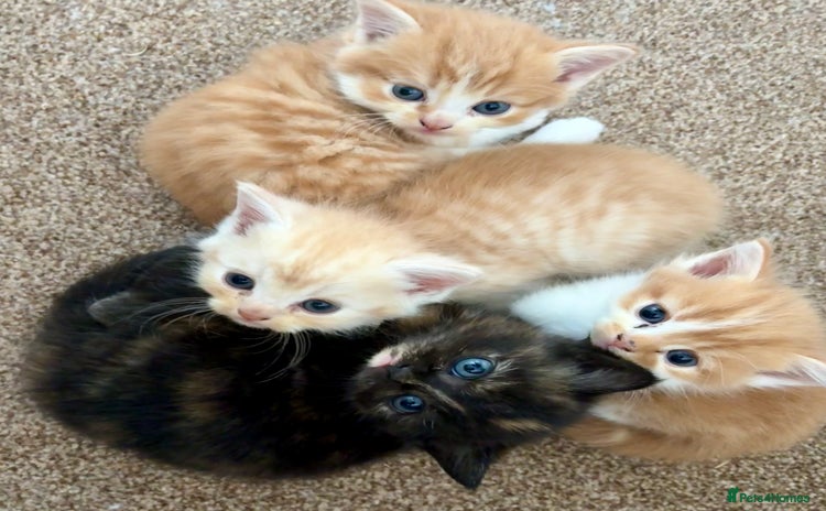 Persian cats - Advert 12