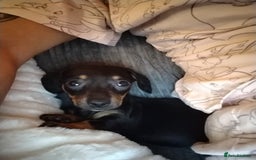 Miniature Dachshund dogs for sale: Female miniature dachshund puppy - Image 4