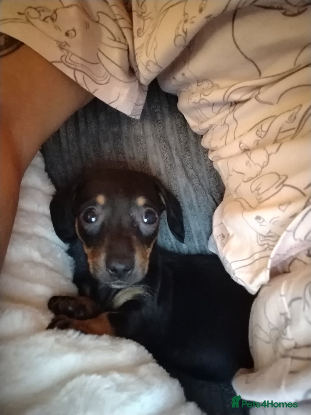 Miniature Dachshund dogs for sale: Female miniature dachshund puppy - Image 4