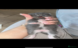British Shorthair cats for sale: British shorthaired kittens  - Image 2