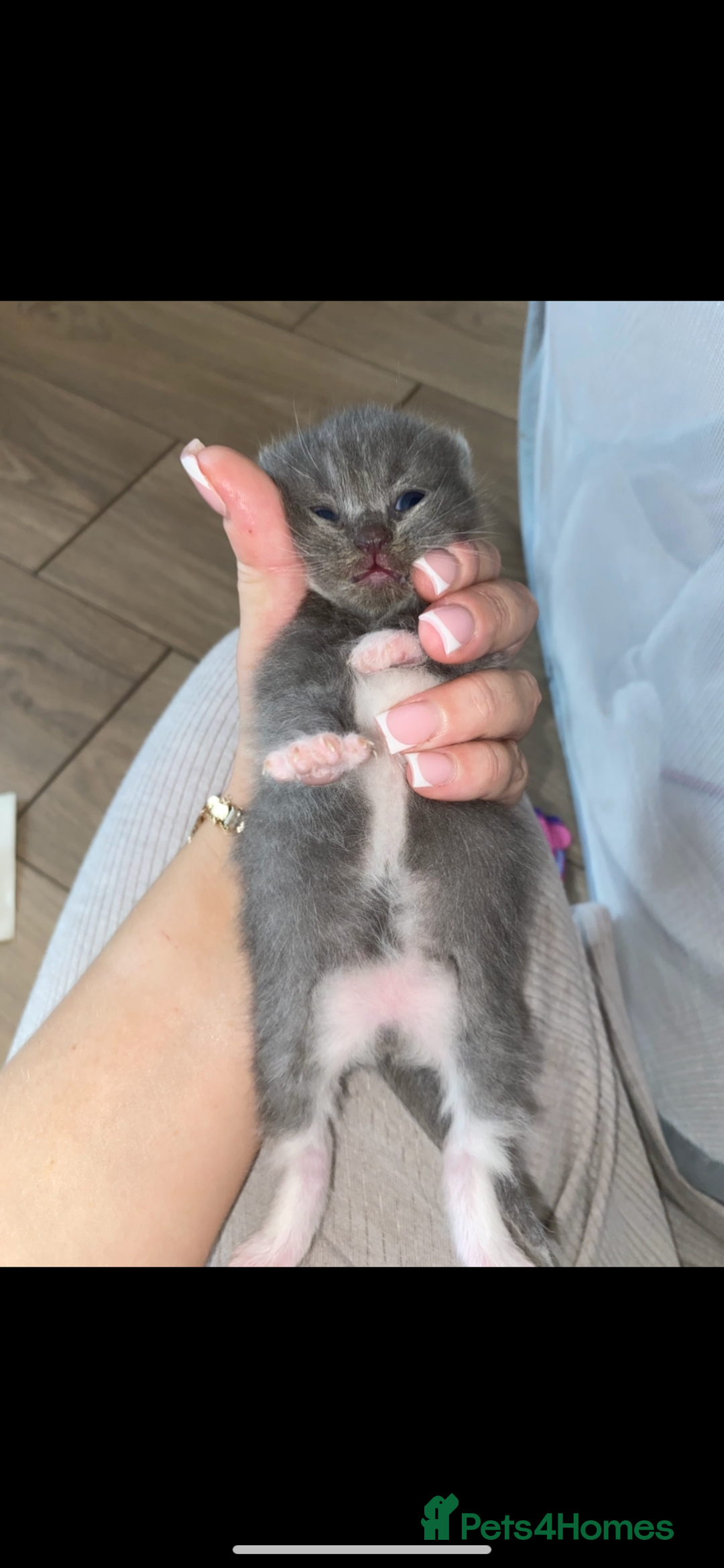 British Shorthair cats for sale: British shorthaired kittens  - Image 2