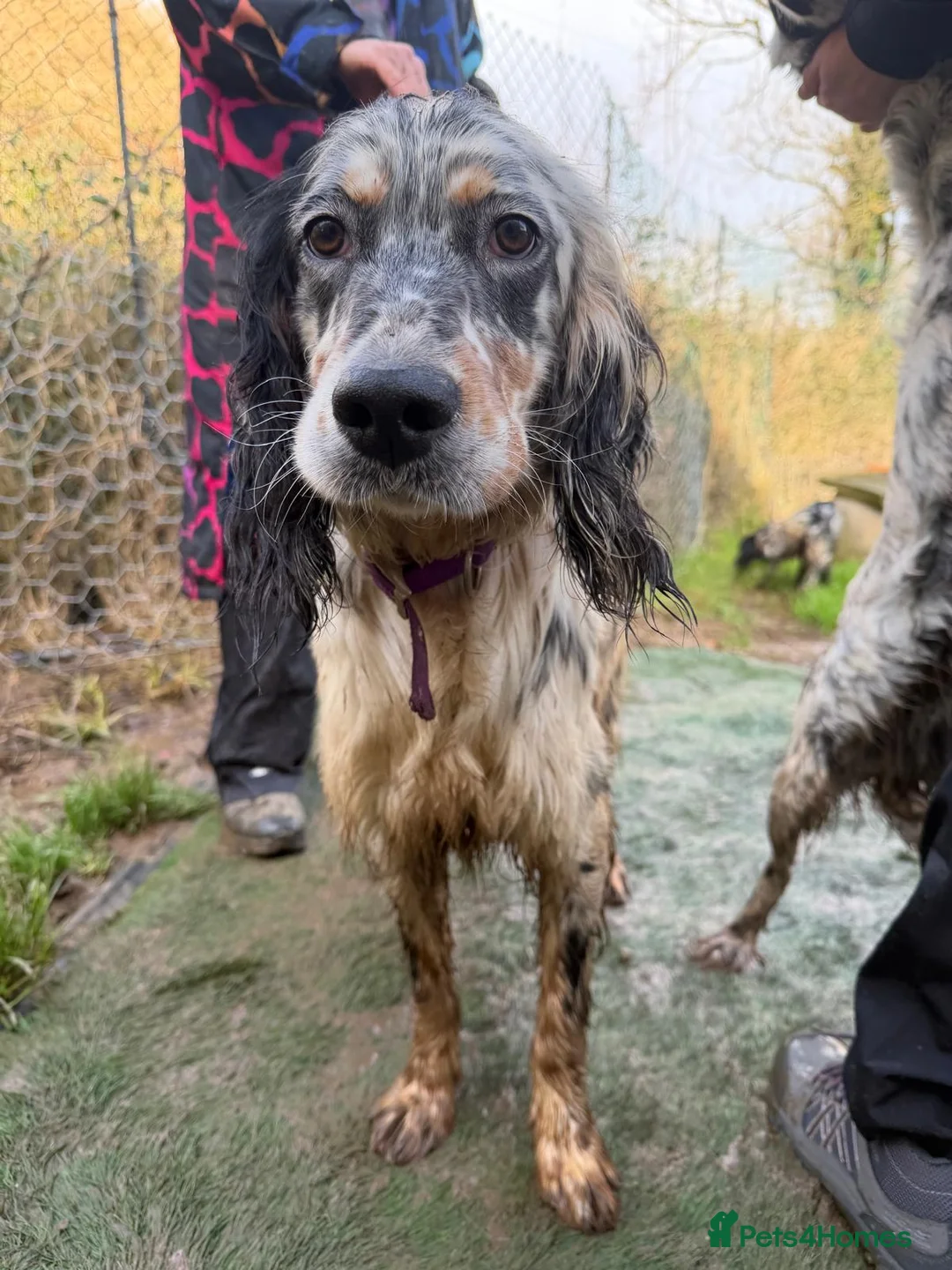 English Setter dogs for adoption: Drick - Advert 8