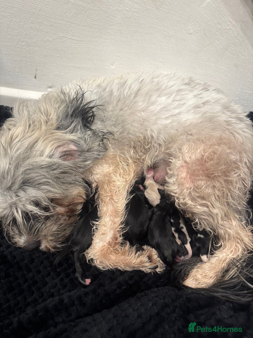 Mixed Breed dogs for sale: Maltese cross Chinese crested puppies for sale - Image 15