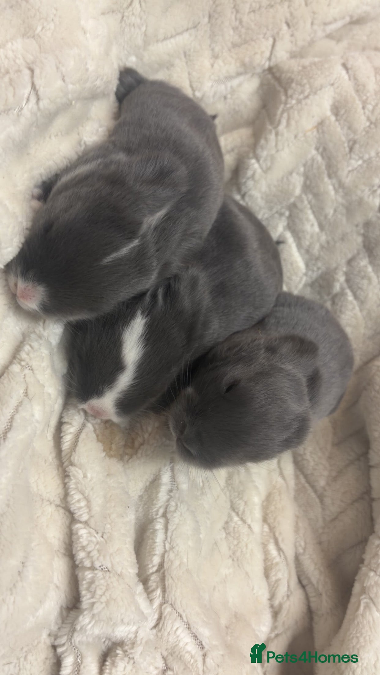 Mini Lop rabbits MINI LOPS READY 29th - Advert 2