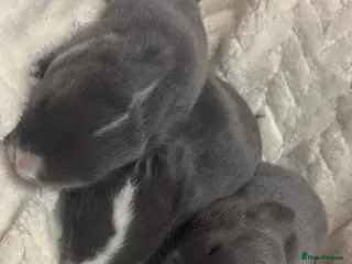 Mini Lop rabbits MINI LOPS READY 29th - Advert 7