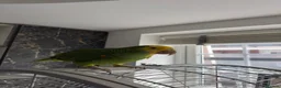 Parrots birds for sale: Double yellow crown Amazon  in Blackburn - Advert 7