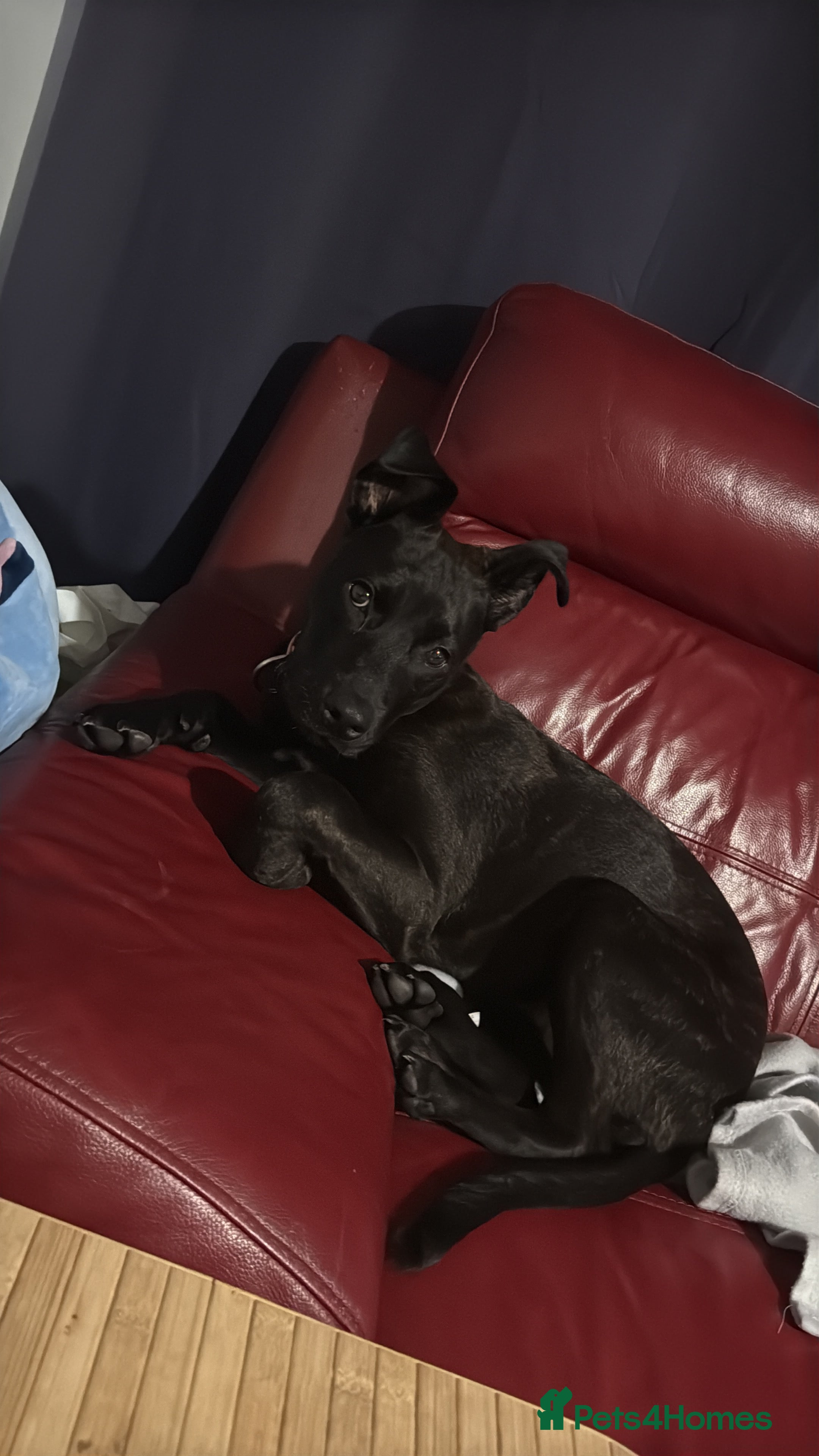 Mixed Breed dogs This is princess  - Advert 5