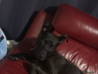 Mixed Breed dogs This is princess - Advert 4