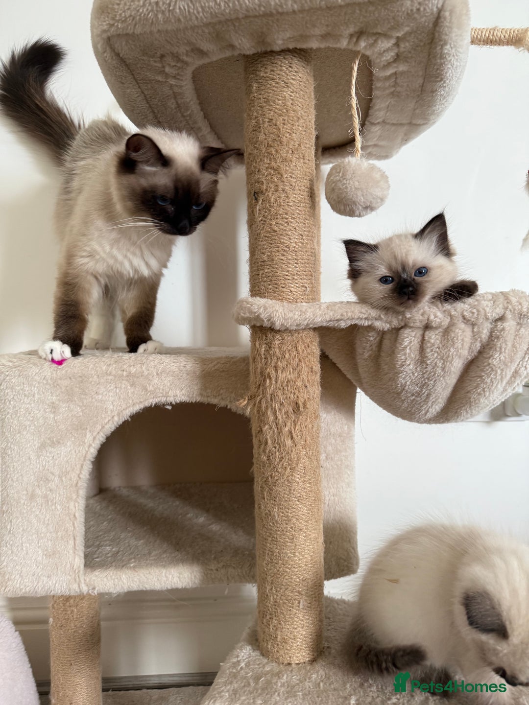 Ragdoll cats for sale: Beautiful purebred Ragdoll kittens  - Image 7