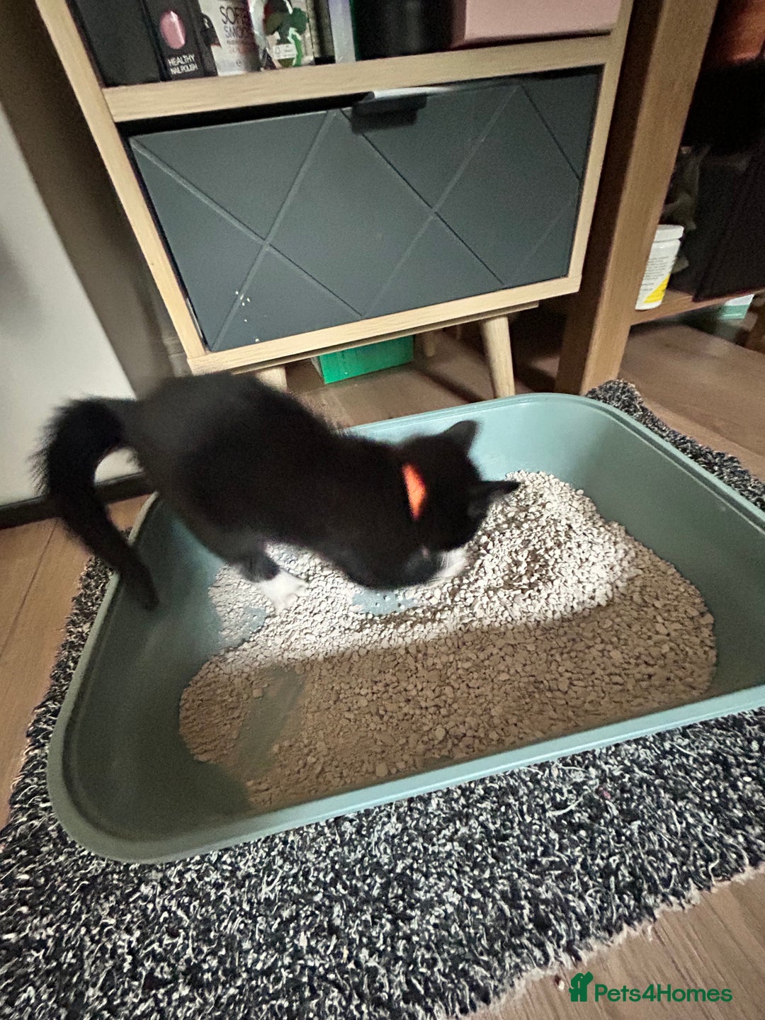 Mixed Breed cats for sale: Ragdoll x breed - Image 6