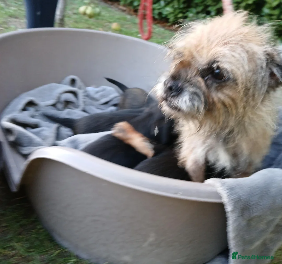 Border Terrier dogs for sale: Border terrier puppies  in Maidstone - Advert 19
