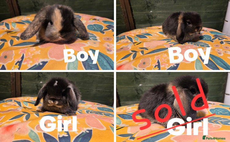 Mini Lop rabbits - Advert 10