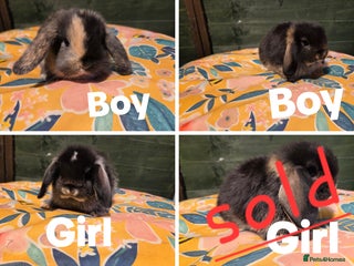 Mini Lop rabbits - Advert 7