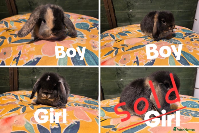 Mini Lop rabbits - Advert 9