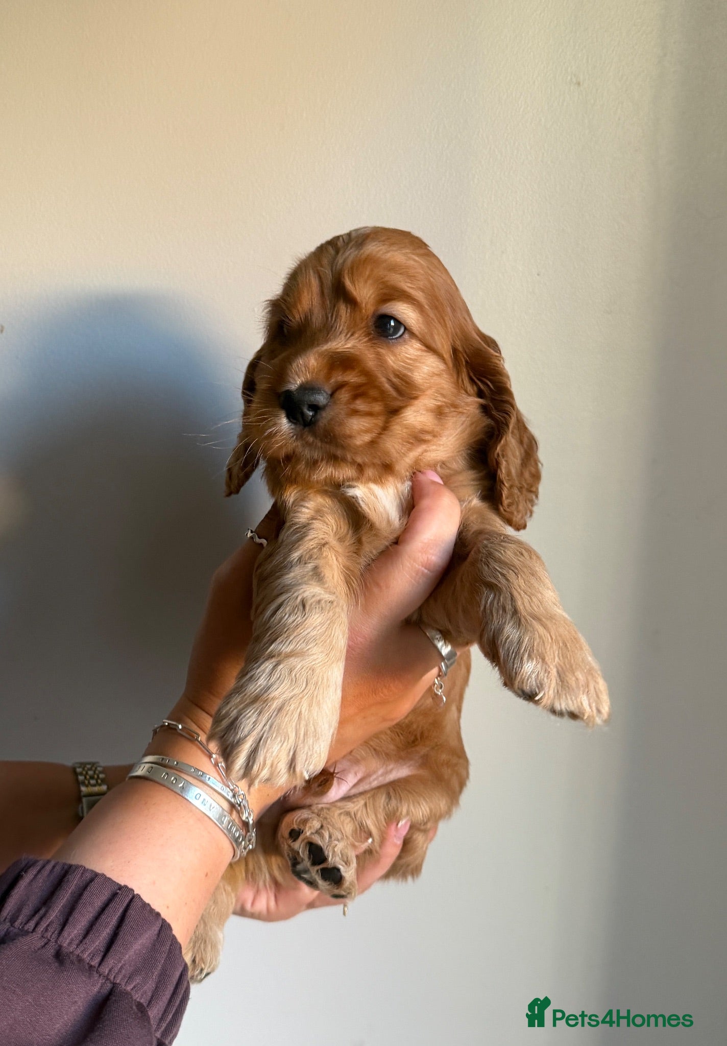 Cocker Spaniel dogs Gorgeous Show Cocker Spaniels  - Advert 2