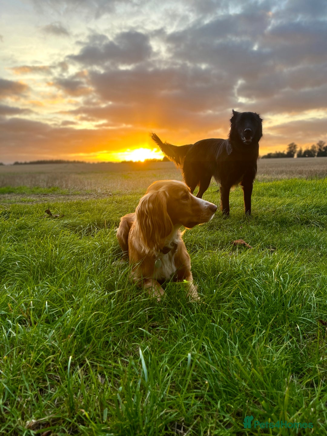 Cocker Spaniel dogs for stud: Working Gun Dog Stud  - Advert 23