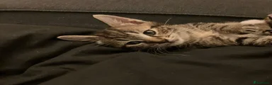 Domestic Shorthair 1