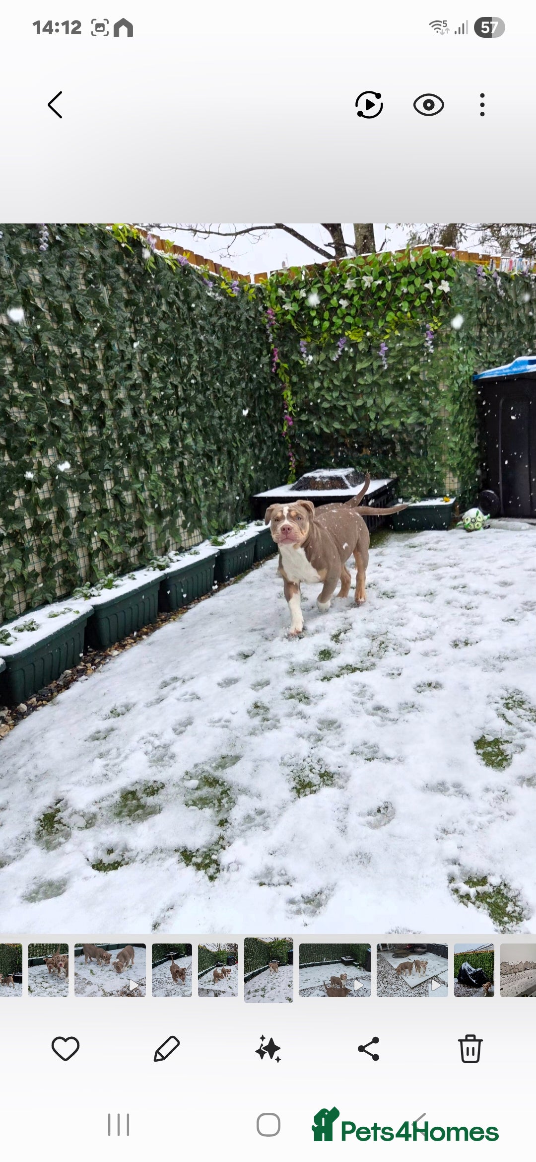 American Bully dogs for sale: Pocket Bully  - Advert 4