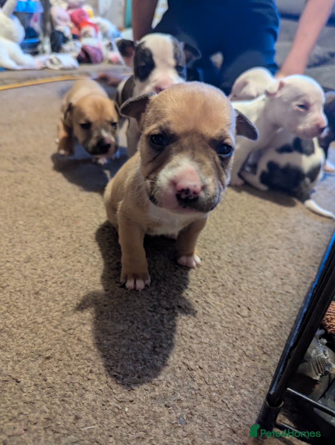 English Bull Terrier dogs for sale: 7 gorgeous EBT x puppies - Advert 11