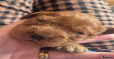 Cocker Spaniel dogs - Advert 11