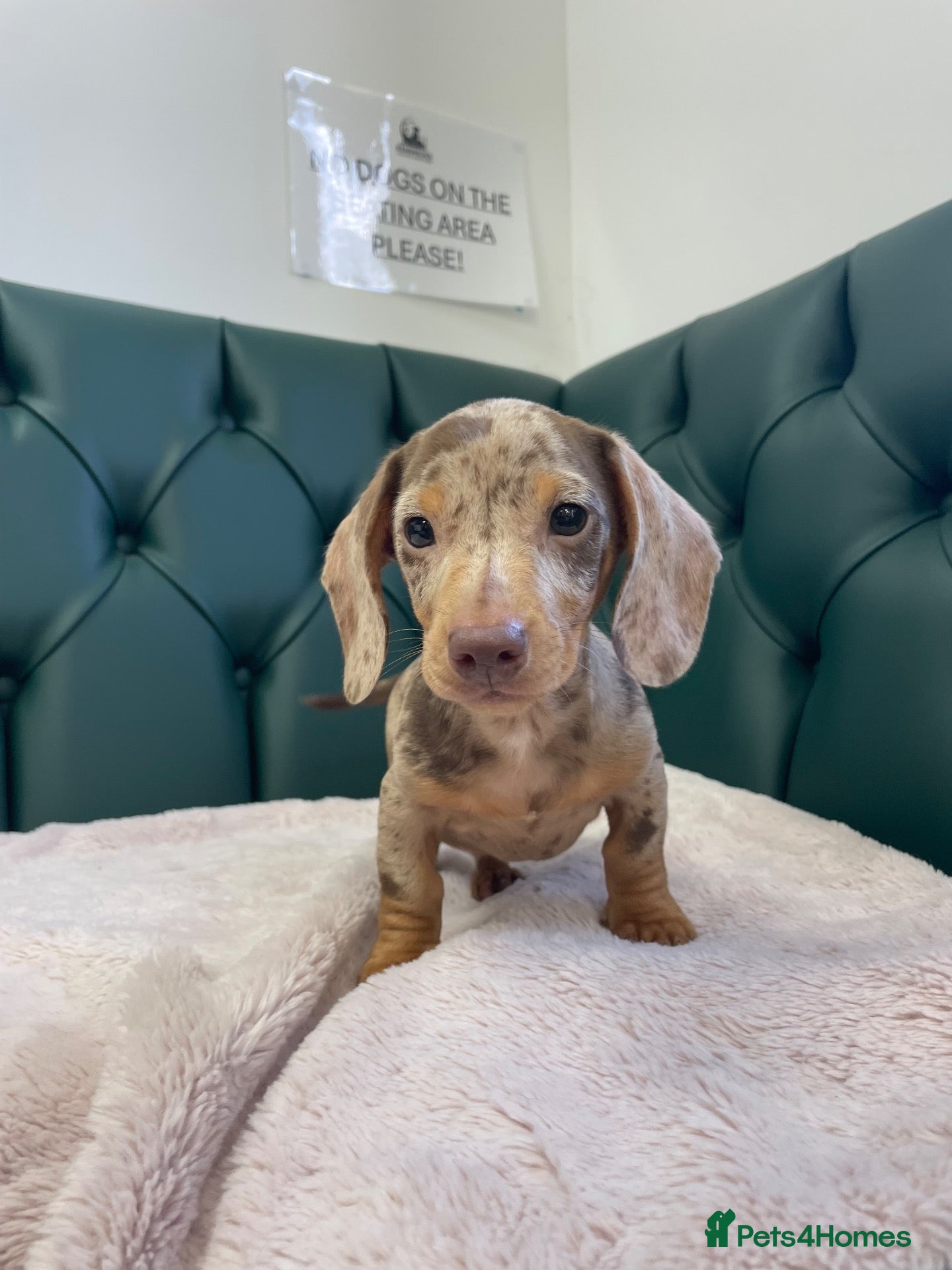 Miniature Dachshund dogs 5⭐️ Licensed. PRA clear dapple mini Daxis  - Advert 1