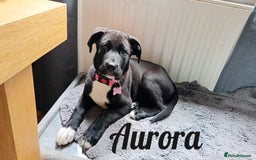 Mixed Breed dogs for sale: Aurora 5 month old German shepard cross - Image 4