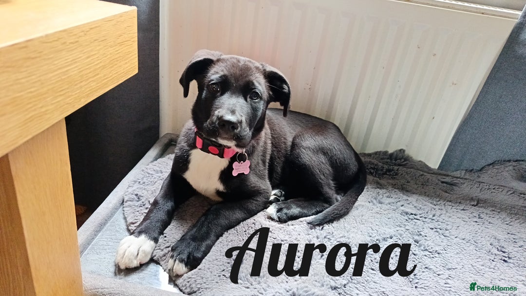 Mixed Breed dogs for sale: Aurora 5 month old German shepard cross - Image 4