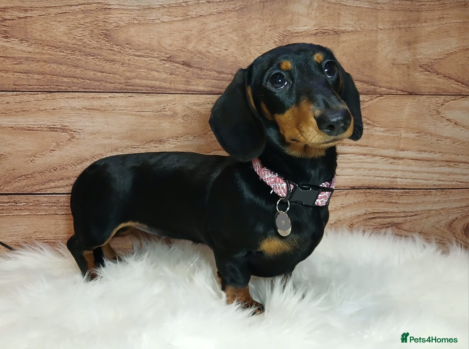 Miniature Dachshund dogs Miniature Dachshund Black & Tan Female.   - Advert 7