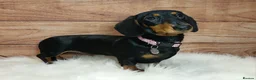 Miniature Dachshund dogs for sale: Miniature Dachshund Black & Tan Female.   in Goole - Advert 1