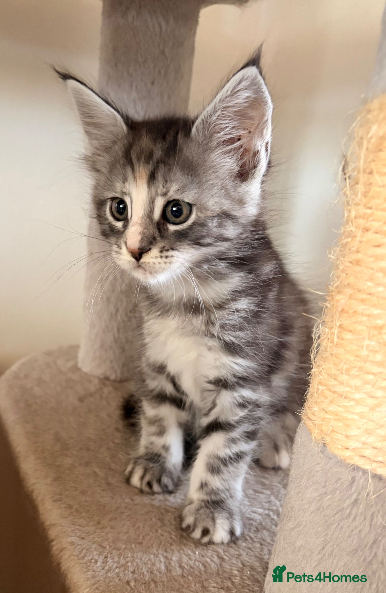 Maine Coon cats Maine coon kittens ready to reserve  - Advert 2